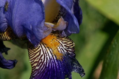 Œuvre de danque: Lys