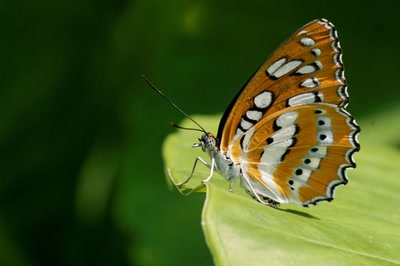 Œuvre de danque: Papillon