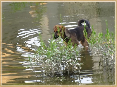 Résultat de recherche: Chien 19810 3b