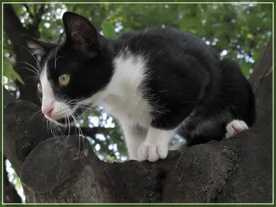 Résultat de recherche: Chat 18810 2