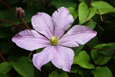 Œuvre de Trash-murder-doll: Fleur