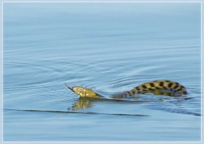 Résultat de recherche: Serpent 26810