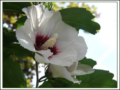 Résultat de recherche: Althea 11710 2b