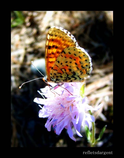 Œuvre de refletsdargent: délicatesse