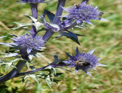 Œuvre de libellule: chardon bleu