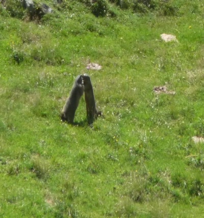 Œuvre de libellule: marmotte jouant