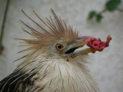 Résultat de recherche: Mon steak à moi.