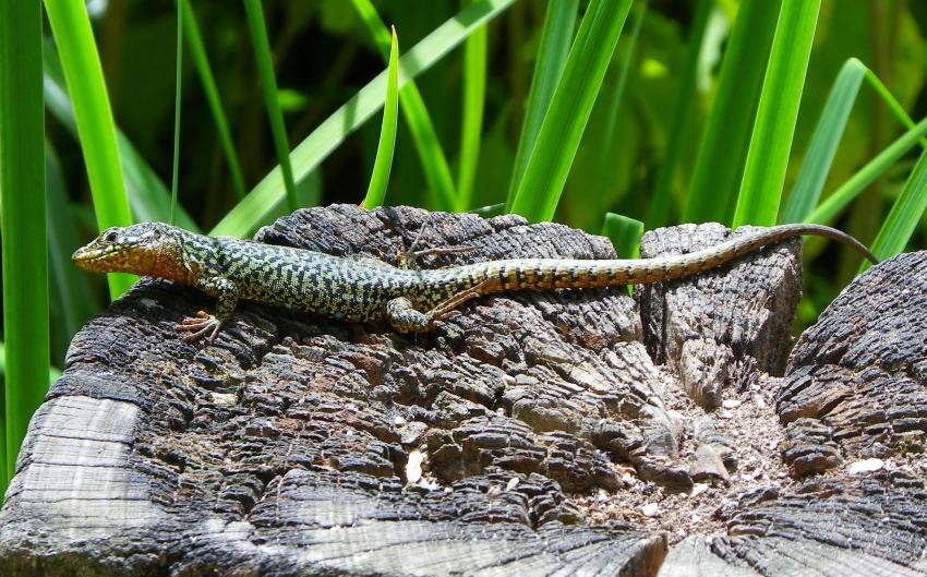 Doigts de pieds en éventail