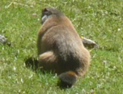 Œuvre de libellule: marmotte qui boude