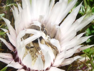 Œuvre de libellule: chardon 