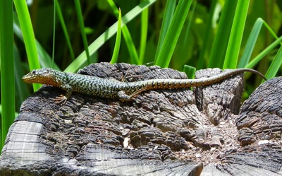 Doigts de pieds en éventail