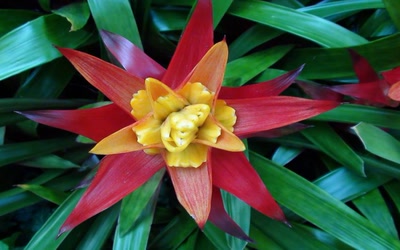 Œuvre de toe: jolie fleur