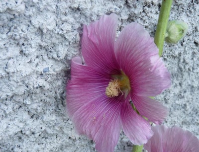 Œuvre de libellule: rose tremière