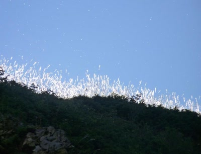 Œuvre de libellule: soleil dans les herbes folles