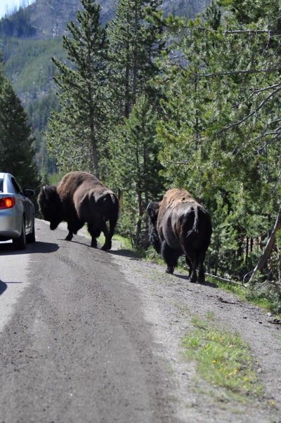 Drôle d'odeur ces humains...