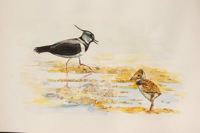 Œuvre de insousiant: vanneau huppé