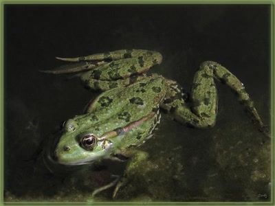 Résultat de recherche: Grenouille16910