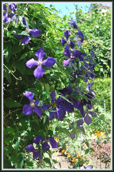 Résultat de recherche: Clématites