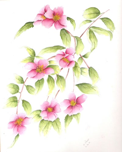 Résultat de recherche: CAMELIAS