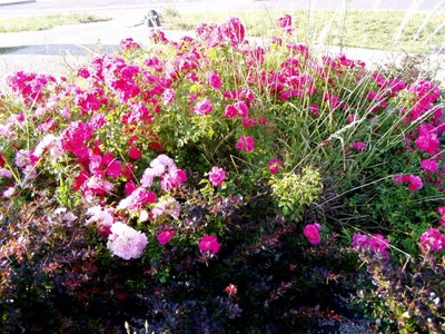 Résultat de recherche: fleurs aire de repos