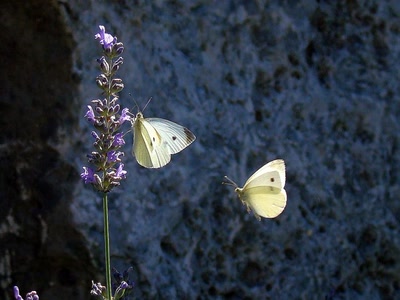 Œuvre de romanzoc: rendez-vous galant