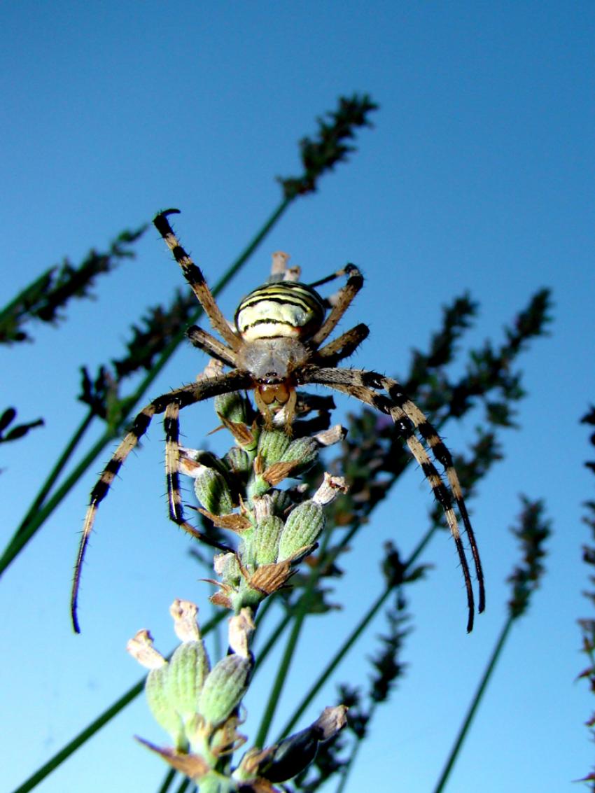 face de l’Épeire fasciée