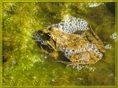 Résultat de recherche: Grenouille 22910 2b