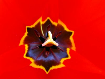 Œuvre de romanzoc: coeur de tulipe