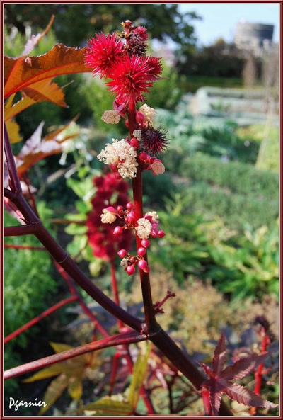 Œuvre de Pgarnier: Fleurs