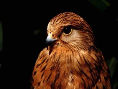 Œuvre de gladiator: petit le gros