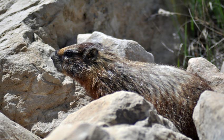 Marmotte