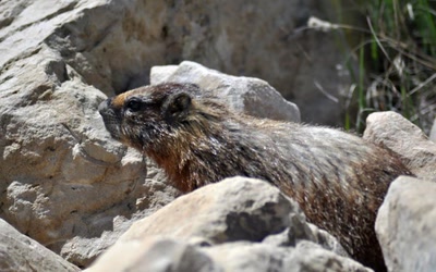 Marmotte
