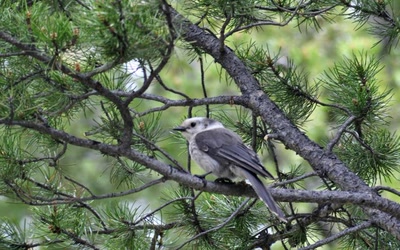 Résultat de recherche: oiseau