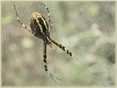 Araignee Frelon 20810