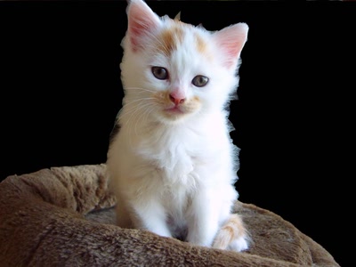 Œuvre de PurpleStorm: Chaton