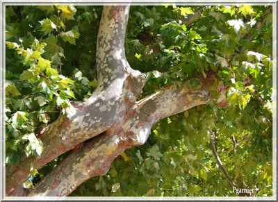 Œuvre de Pgarnier: Arbre