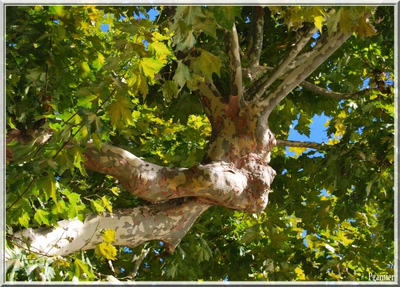 Œuvre de Pgarnier: Arbre