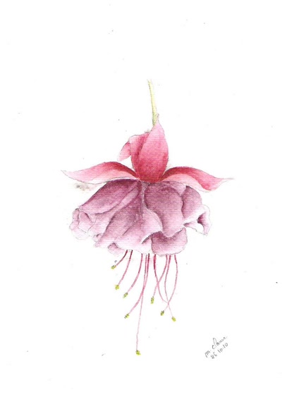 Résultat de recherche: fuchsia