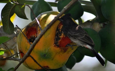 Résultat de recherche: Buffet ouvert