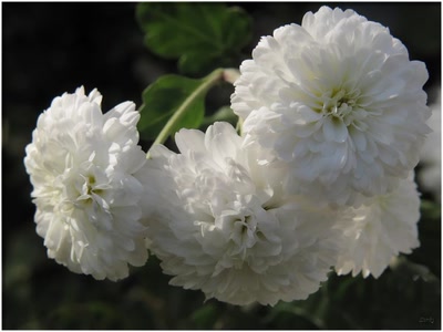 Résultat de recherche: Fleurs 31110 7