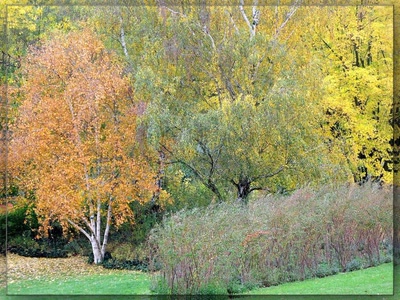 Œuvre de biotrans: Hommage à Claude Monet