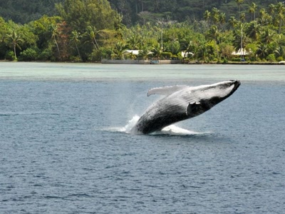 Œuvre de toe: à l'envers