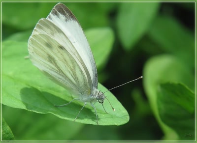 Résultat de recherche: Papillon 9710