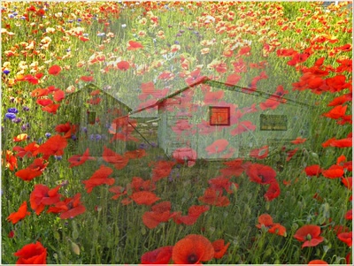 Œuvre de couleurs: Vieux chalets dans un champs......