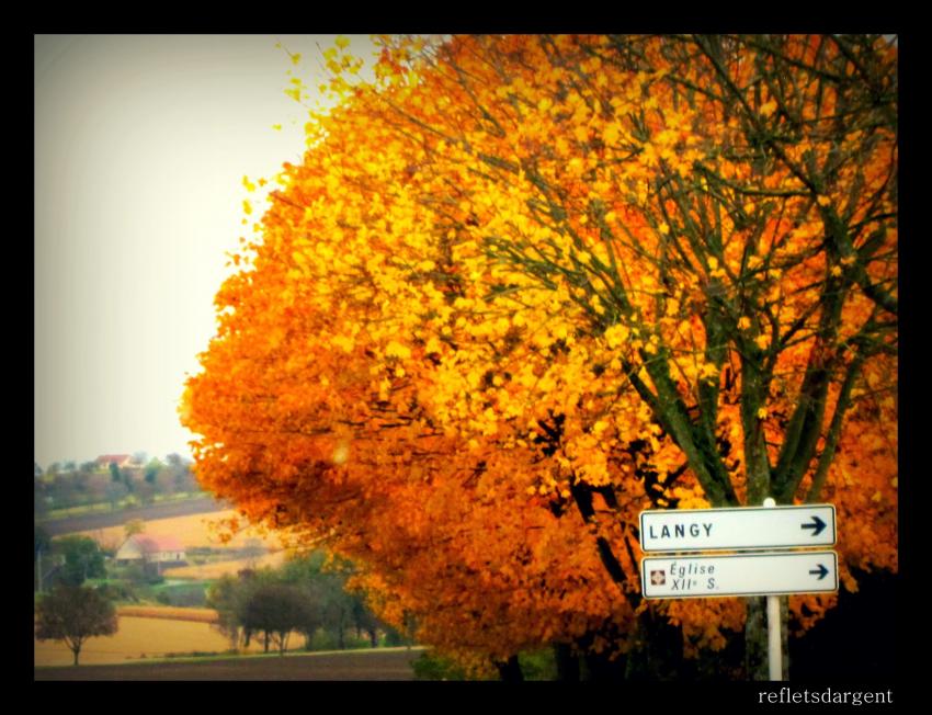 les arbres ploient sous l'or