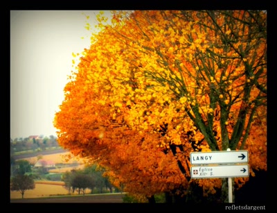 les arbres ploient sous l'or