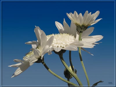 Résultat de recherche: Quelques fleurs 141110