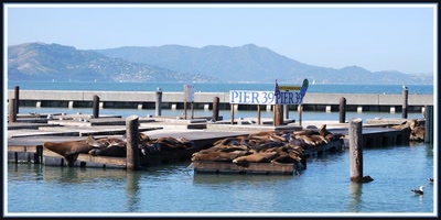 Œuvre de catalan02: Otaries sur le Pier 39