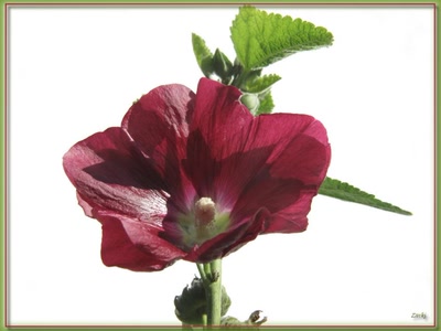 Résultat de recherche: Rose tremiere 141110