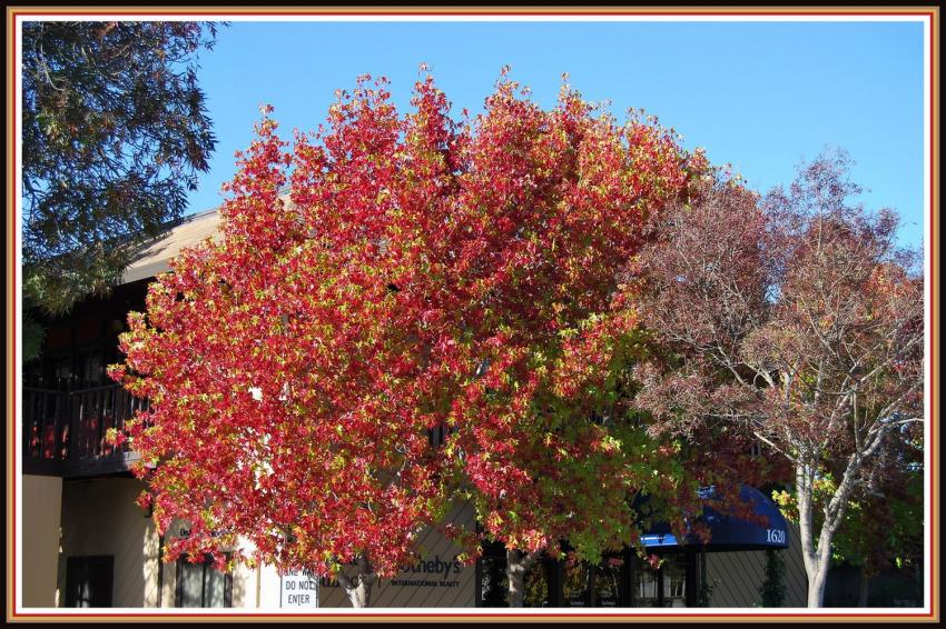 Automne à Tiburon (Californie)